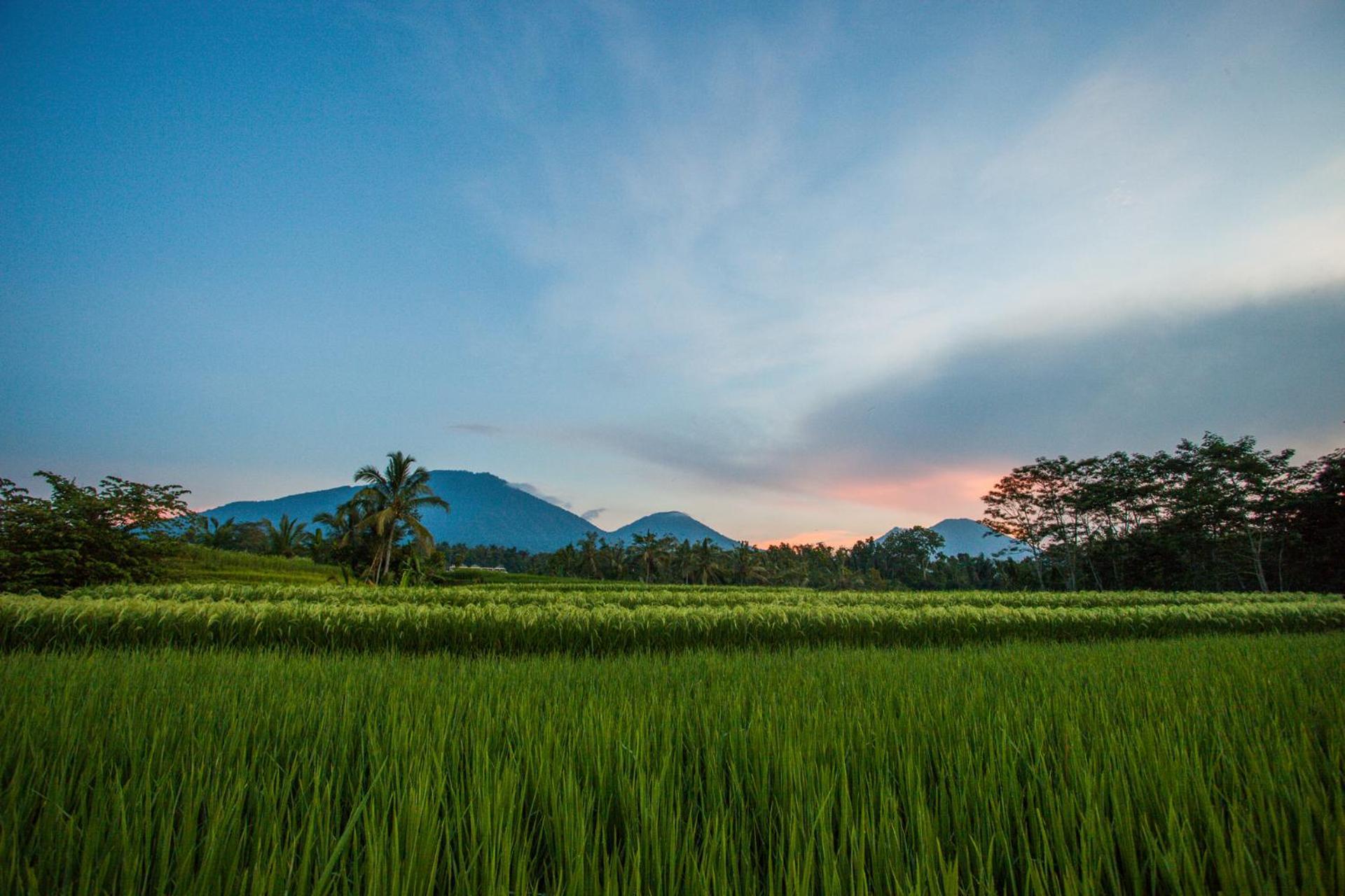 Carik Tangis Boutique Homestay Jatiluwih Buitenkant foto