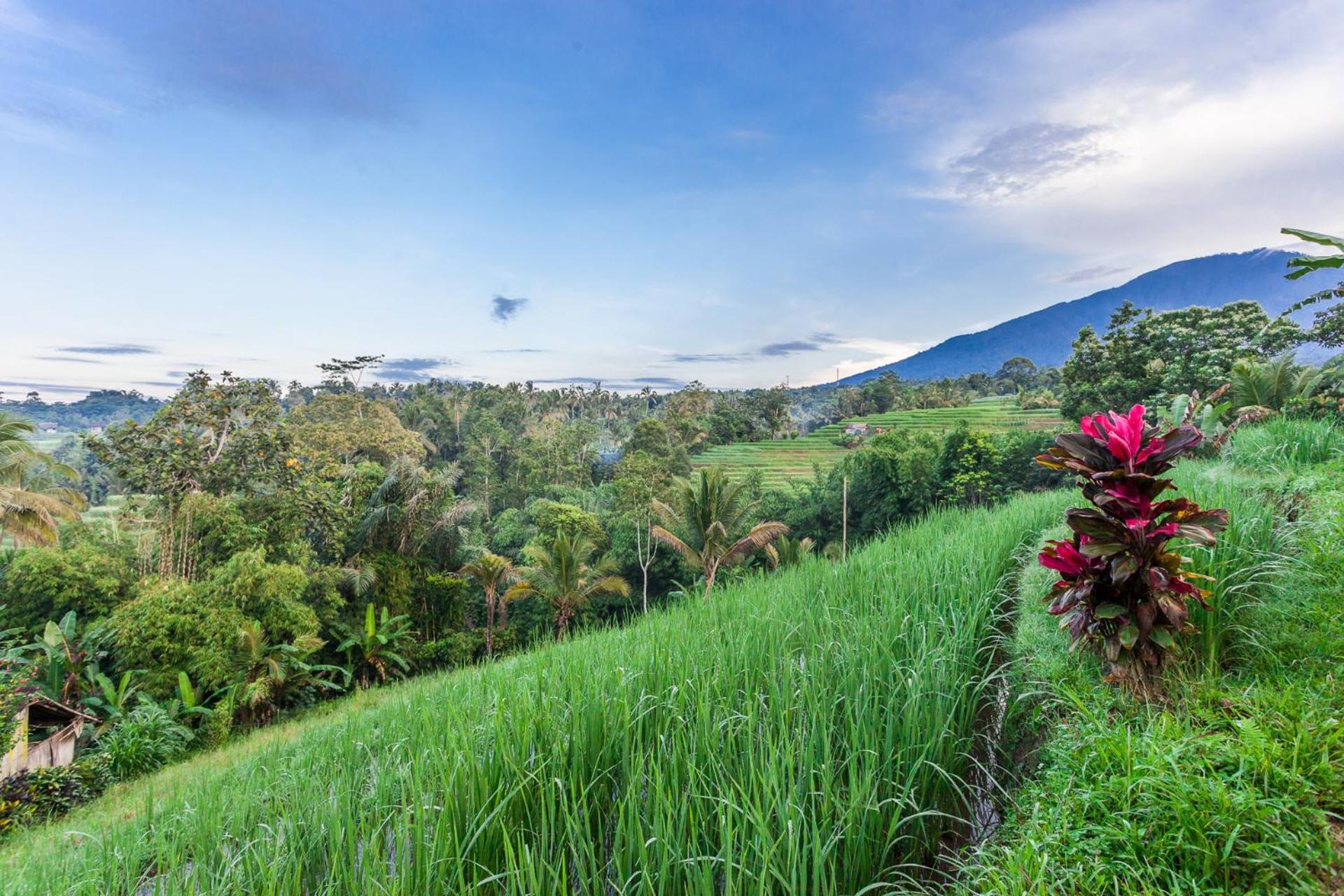 Carik Tangis Boutique Homestay Jatiluwih Buitenkant foto