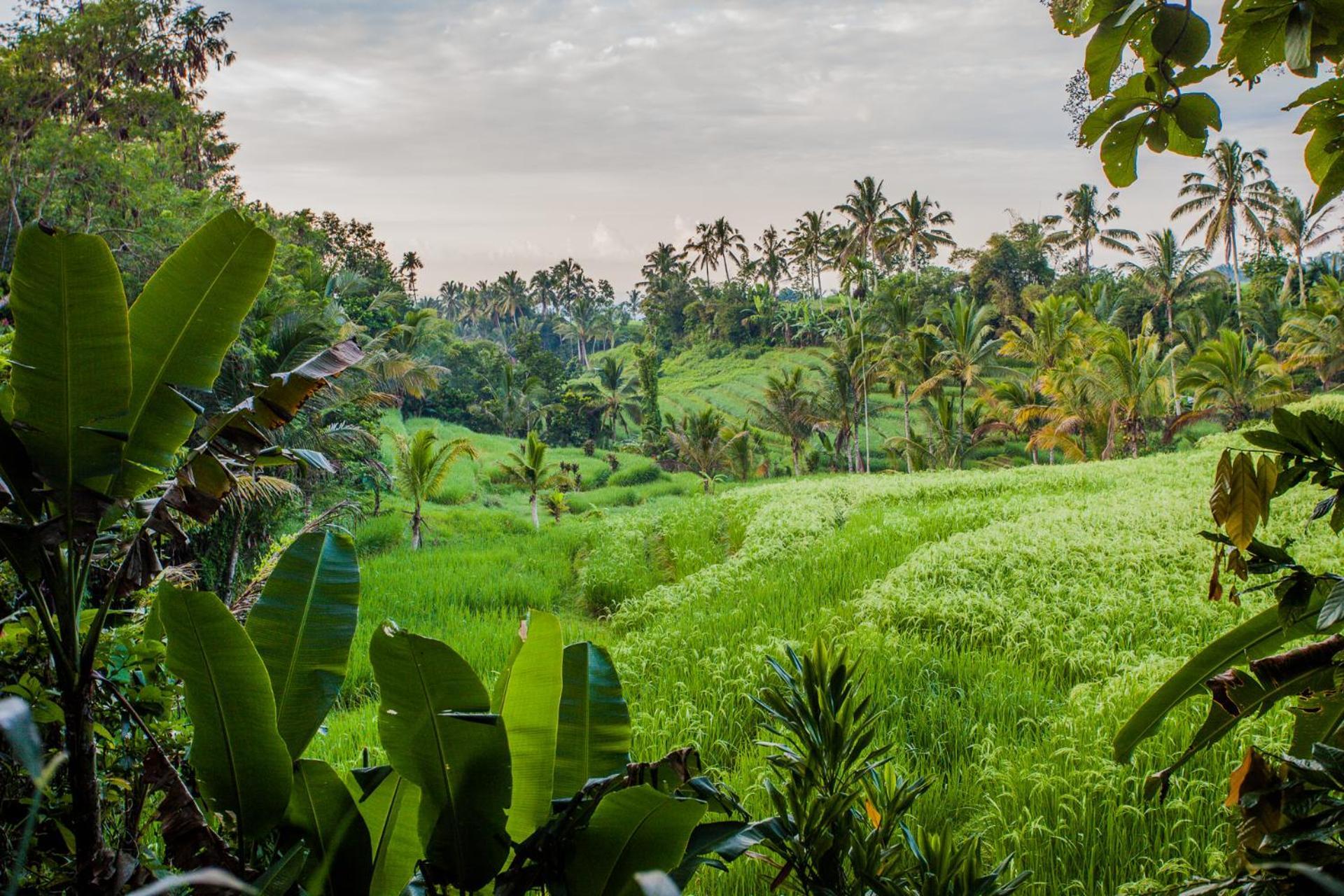 Carik Tangis Boutique Homestay Jatiluwih Buitenkant foto